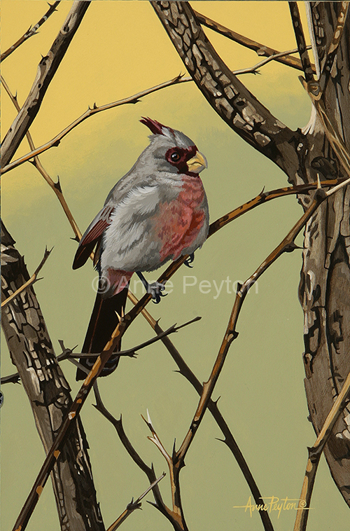 Desert Cardinal